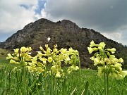 92 Tanti fiori di primula maggiore (Primula elatior) al Passo di Grialeggio con vista in Cancervo